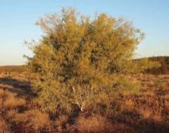 Image result for Acacia montigena