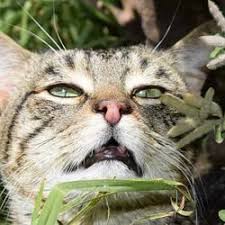 Texasqq Judi Bandarqq Texaspokercc Domino Qq Online Terpercaya Pearltrees