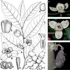 Image result for Polyceratocarpus gossweileri