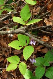 Image result for Amphicarpaea africana