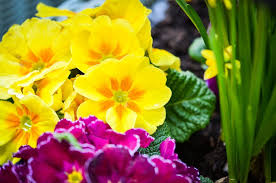 In primavera produce grappoli di fiorellini giallastri, insignificanti ma molto profumati; I 10 Fiori Primaverili Che Sbocciano Quando Finisce Il Freddo Ohga