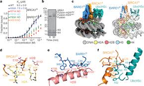 Image result for BRCA1