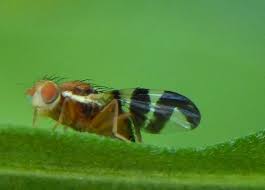 Image result for Rhagoletis completa