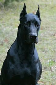 27 Cutest Dog Breeds Most Adorable Dogs Kopek Turleri