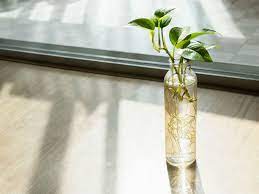 Estas plantas solo necesitan un poco de agua y luz solar, y tienen muy poco mantenimiento, por lo que son muy fáciles de cuidar. 15 Plantas Maravillosas Que Puedes Cultivar En Agua Para Decorar Tu Hogar