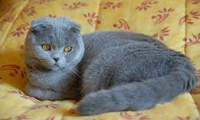 chat scottish informations et renseignements chats et chatons jolis chats races de chats