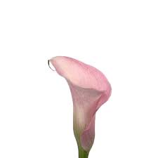 Maybe you would like to learn more about one of these? Calla Lily Total Touch Light Pink 45 Cm Mayesh