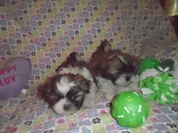 Check spelling or type a new query. Riverside Ca Shih Tzu Meet 5 Darling Shih Tzu Puppies A Pet For Adoption