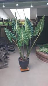 Cylindropuntia cactus is different from other cactus because it's spines has tons of barbs much like fishing hooks. Alocasia Sarian Elephantearsandtropicals Who Can Resist And Unusual Giant Elephant Ear Like This Sarian Rapidly Grow Plants Indoor Plants Cactus House Plants