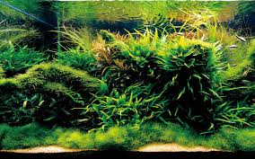 Aqua Forest Aquarium Ada Usa Aqua Design Amano Aquascape Nature Aquarium Planted Aquarium