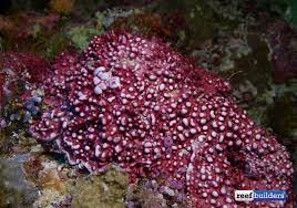 We did not find results for: Coralline Algae What Is It And How To Grow It Reef Builders The Reef And Saltwater Aquarium Blog