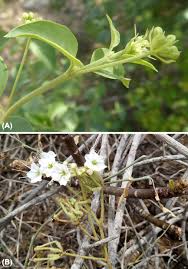 Image result for Commicarpus pedunculosus