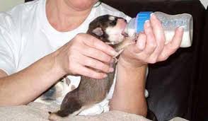Put baby to breast often. Leerburg Bottle Feeding Puppies