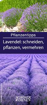 Lavendel Pflanzen Pflegen Vermehren Lavendel Pflanzen Pflanzen Lavendel Pflanze
