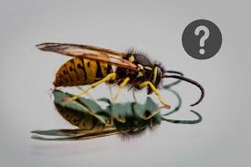 A quoi servent les guêpes ? A Quoi Servent Les Guepes 10 Raisons Qui Vont Vous Les Faire Aimer