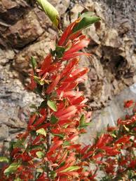 Image result for Anisotes