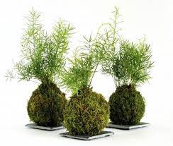 Wash the bowl, rocks, and any decorative keep them safe from bright light and they will stay healthy for years. How To Make A Japanese Moss Ball The Art Of Kokedama
