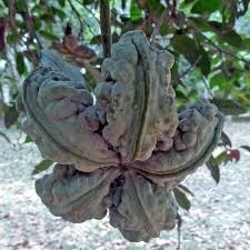 Image result for Cola clavata