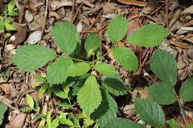 Image result for Handroanthus chrysotrichus