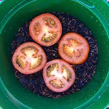 You can start growing black cherry tomato seedlings indoors or outdoors. How To Grow Tomatoes From Tomatoes An Easy Hack For Growing Tomatoes