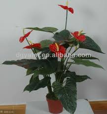 Check spelling or type a new query. Foliage Plants Type And Tropics Climate Tropical Plants On Sale Buy Ornamental Foliage Plants Indoor Tropical Plants Sale Types Mechanical Plant Product On Alibaba Com