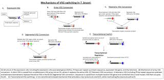 Antigenic Variation Wikipedia