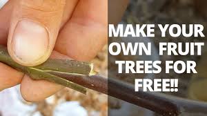 Selecting a cutting in late winter or early spring, select a young, vigorous fruit tree that is dormant. Free Trees Propagate Fruit Trees And Vines From Cuttings Youtube