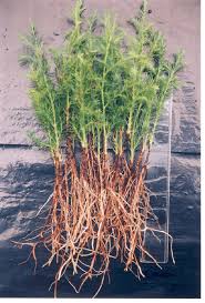 Image result for Juniperus procera