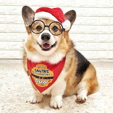 Dog Bandana Dog Harness On Instagram Oscar Is The Official Santa S Little Helper Ps The Cookie Artwork Is Design Dog Bandana Pet Bandana Dog Harness