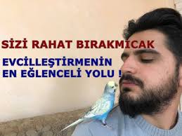 Muhabbet Kusu Nasil Egitilir Youtube