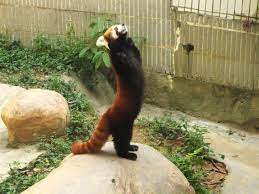 A Red Panda Standing On Its Feet Red Panda Panda Animals