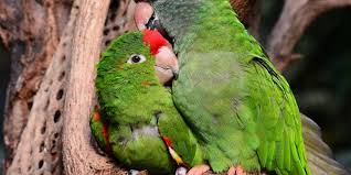 Dan biasanya lovebird konslet akan mendapatkan nilai yang tinggi. Ingin Pelihara Lovebirds Perhatikan Beberapa Hal Ini Halaman All Kompas Com