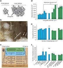 Image result for Arthropteris antun-gupffertiae