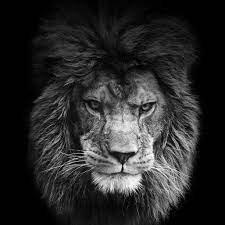Check spelling or type a new query. Lion Black And White Wallpapers Top Free Lion Black And White Backgrounds Wallpaperaccess