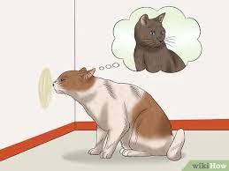 How To Stop A Male Cat From Spraying 11 Steps With Pictures