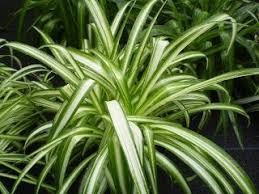 Image result for Chlorophytum sparsiflorum