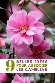 Comment Bien Associer Les Camelias Avec Images Idees Jardin Jardin D Ombre Jardins