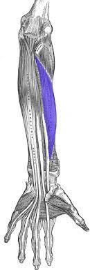 Diagnosis is made clinically by observing the resting posture of the hand to assess the digital cascade and the absence of the tenodesis effect. Flexor Pollicis Longus Muscle Wikipedia