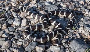 Black And White Snake Northern California Commonly Seen Snakes Of Arizona Phoenix Scottsdale And Surrounding Areas Rattlesnake Solutions Llc