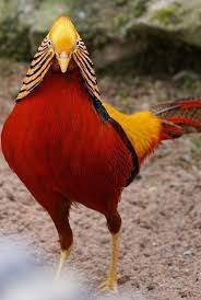 Goudfazant Aves Selvagens Passaros Exoticos Passaros Silvestres