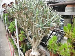 Cacti real house tropical plants seedlings opuntia.1 cutting approx 6 cactus. Cacti Succulents Altman Plants
