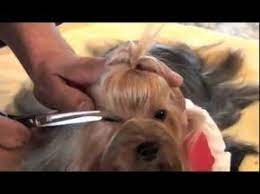 Yorkshire Terrier Show Grooming Part 2 Of 2 Show Prep Yorkshire Terrier Puppies Yorkshire Terrier Yorkie Puppy