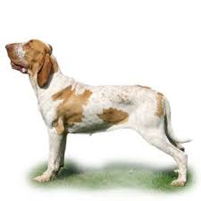 Image result for italský krátkosrstý ohař