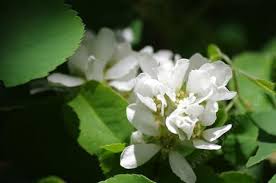 The serviceberry (amelanchier spp.) is a small tree or shrub with white airy blooms that make it a desirable landscape plant.in the piedmont, amelanchier arborea beats other spring beauties to the punch, blooming earlier than dogwoods and often earlier than redbuds. Amelanchier Alnifolia Western Service Berry