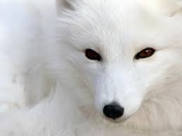 Check spelling or type a new query. Inspirasi 31 Gambar Serigala Arctic