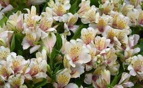 Image result for Chamaecrista wittei