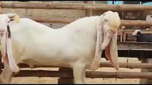 We sale sirohi, sojat, jamnapari, totapari and all other well known breeds! Altaf Goat Farm Sojat Breeds Best Goat Farming 2018