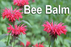 The name says it all: Attract Bees And Butterflies With Bee Balm Plant Blog Nurserylive Com Gardening In India