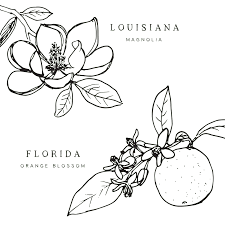 Black And White Orange Blossom Clip Art Https Encrypted Tbn0 Gstatic Com Images Q Tbn 3aand9gcrbotojrpdcuoi4ornpobis866j6ihkat6upw Usqp Cau