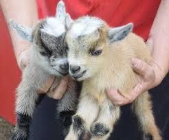 Get pet goat at best price from pet goat sellers & suppliers in india. Ultimate Guide To Keeping Pygmy Goats As Pets